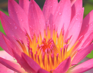 Pink water lily