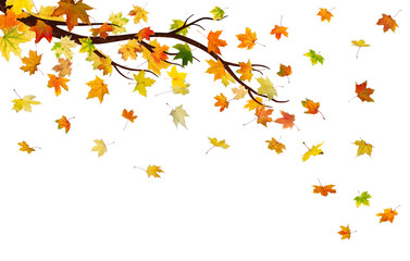 Fototapeta na wymiar Branch with autumn maple leaves, isolated on white background.