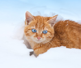 Cute red kitten in snow