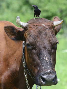 Starling on a cow