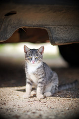 Little kitten