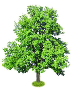Fototapeta Single big tree isolated on white