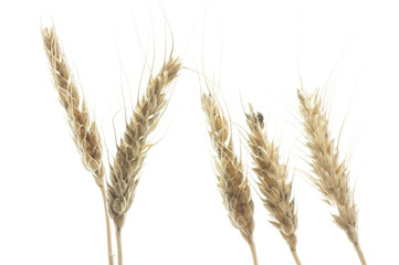 barley plant