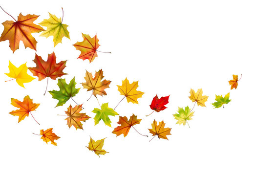 Maple Autumn Falling Leaves, Vector Illustration.