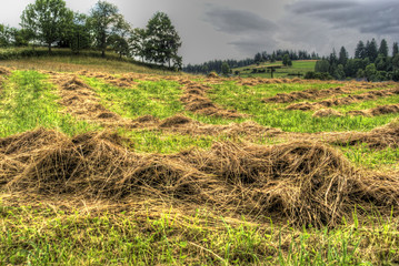 sianokosy