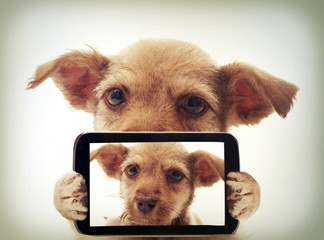 puppy photographer