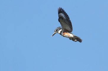 Belted Kingfisher (Ceryle alcyon)