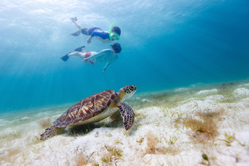 Family snorkeling with sea turtle - obrazy, fototapety, plakaty