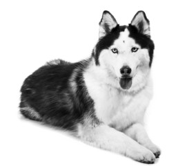 Alaskan Malamute or Husky Dog Isolated on White