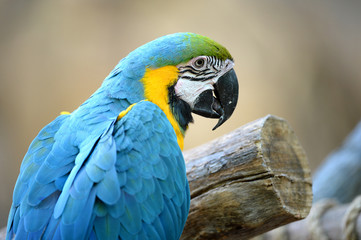 Close up of Blue Macaw
