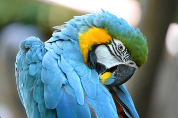 Macaw Grooming Feathers