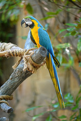 Macaw Perched on Tree