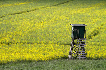 Hochsitz an einem Rapsfeld