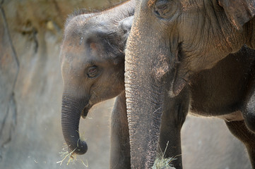 Mother Elephant with Calf