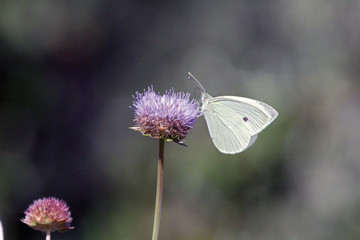 Mariposa blanquita de la col, Sauceda, Hurdes, España