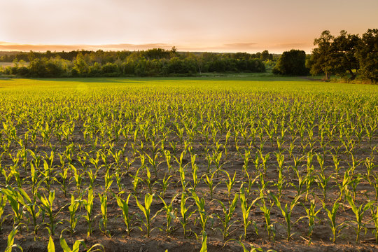 Corn Field