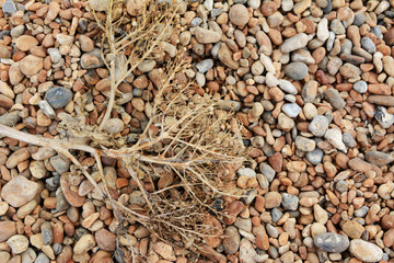Dead sea kale on a shingle beach