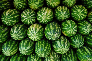 watermelon © Photocenter