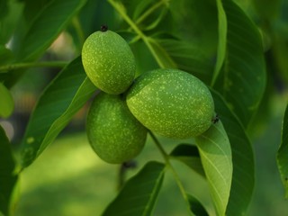The close up-walnut fruits
