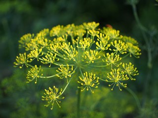 Dill blossom