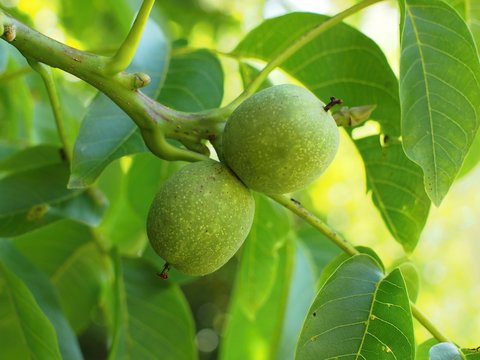 ¨Close-up walnut fruits
