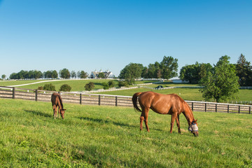 Naklejka premium Horses at horse farm. Country landscape.
