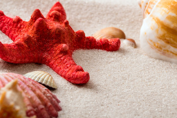 Shells on the beach in a sand