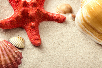 Shells on the beach in a sand