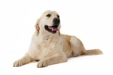 golde retriever in posa