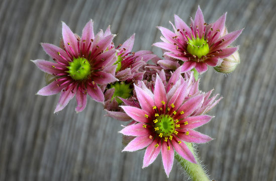 Blooming sempervivum calcareum flowers, hens and chicks plant