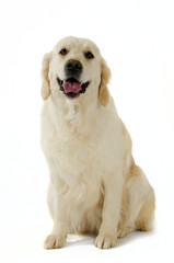 Golden Retriever in posa