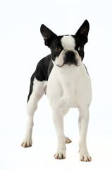 cane piccola taglia bianco e nero