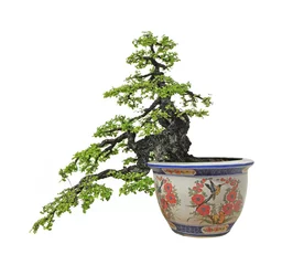 Crédence de cuisine en verre imprimé Bonsaï Banyan or ficus bonsai tree isolated on white background
