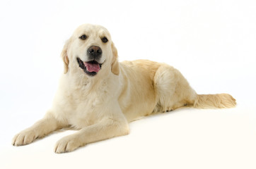 Obraz premium golde retriever in posa