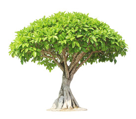 Banyan oder Ficus Bonsai-Baum isoliert auf weißem Hintergrund