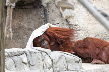 bornean orangutan  - Pongo pygmaeus