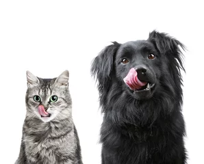Fototapeten Porträt eines hungrigen Hundes und einer Katze, die ihr Gesicht lecken © elena.rudyk