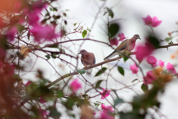 Birds in flowers ans branches