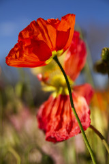Fototapeta premium Poppy Flower