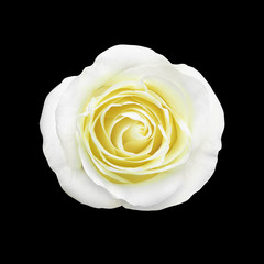 White rose isolated on black