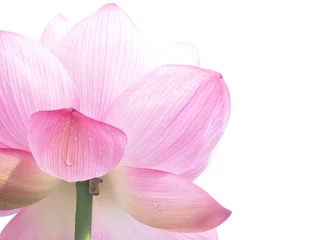 Cercles muraux fleur de lotus 蓮