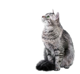 Grey cat sitting and waiting with interest, isolated on white