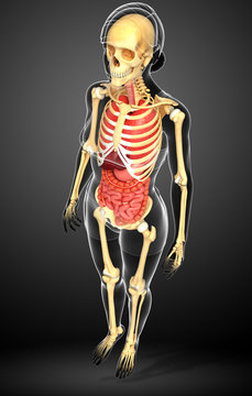 Female skeleton and digestive system