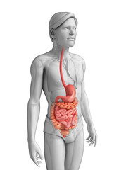 Small intestine anatomy of male