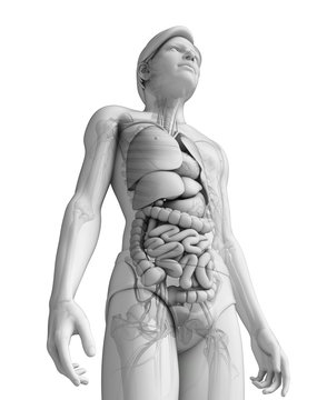 Digestive system of male anatomy