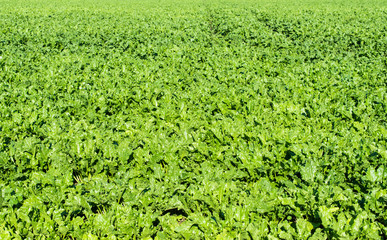 Fototapeta na wymiar beet growing in the field