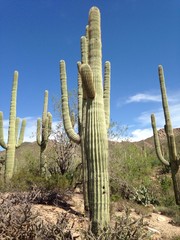 Fototapety  pustynny kaktus