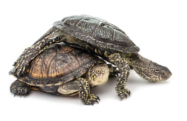 Obraz premium Turtle