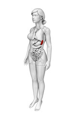 Female spleen anatomy