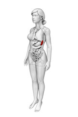Female spleen anatomy
